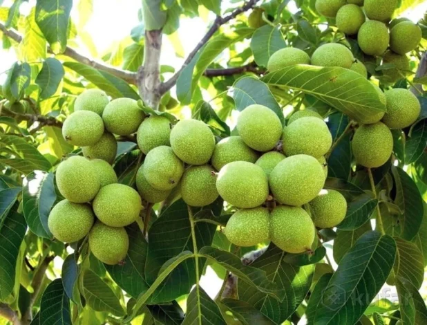 چگونه پوست سبز گردو را خشک کنیم