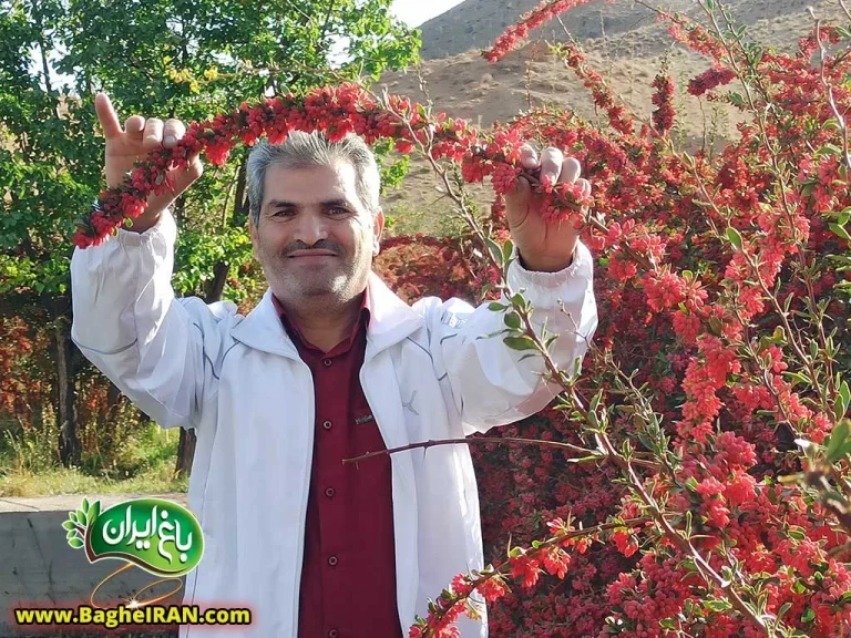 بهترین برندهای زرشک و زعفران ایران {آپدیت جدید}