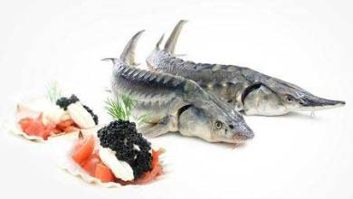 خرید آنلاین ماهی قزل آلا |خرید اینترنتی ماهی صبور |خرید ماهی خوراکی