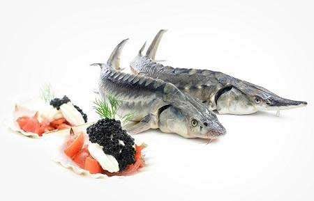 خرید آنلاین ماهی قزل آلا |خرید اینترنتی ماهی صبور |خرید ماهی خوراکی