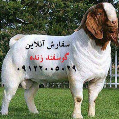 تهران
