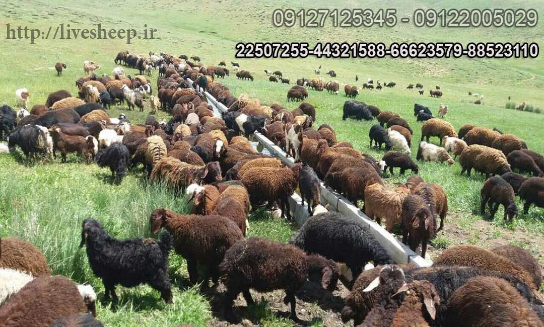 بهداشت |تهران بهداشت |تهران