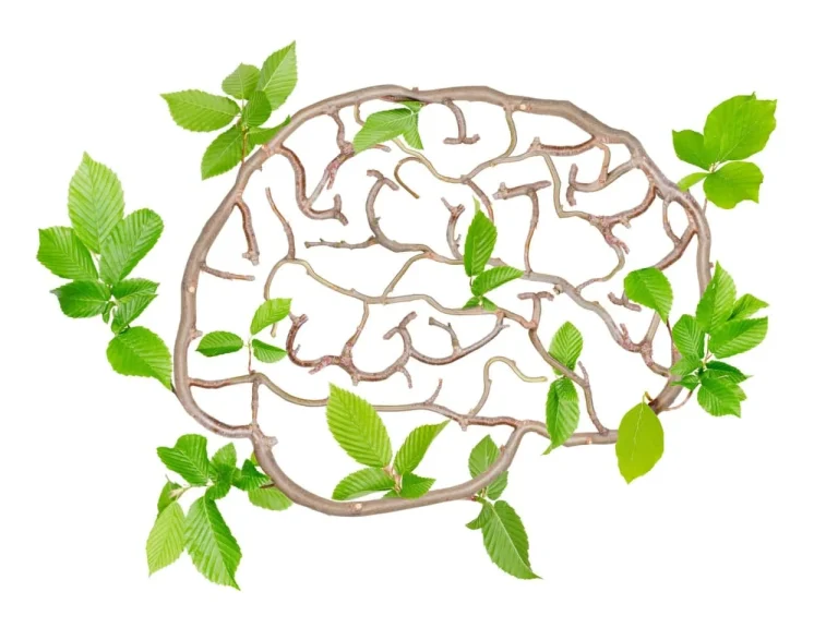 آیا گیاهان دارویی مفید برای کمک به بهبود حافظه هستند؟