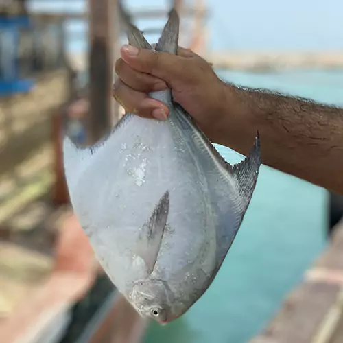 قیمت ماهی حلوا سفید در کویت