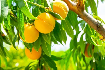 علم و تکنولوژی