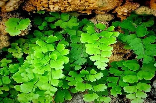 عمومی
