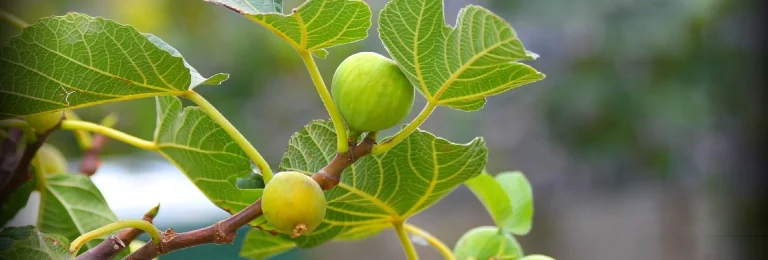 هرس تابستانه درخت انجیر