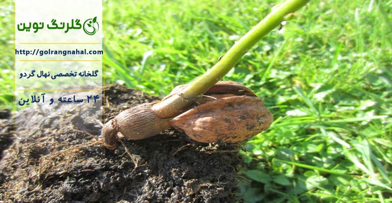 آموزش کاشت گردو در گلدان دوبله فارسی |جوانه زدن گردو در آب |خاک مناسب برای کاشت گردو در گلدان