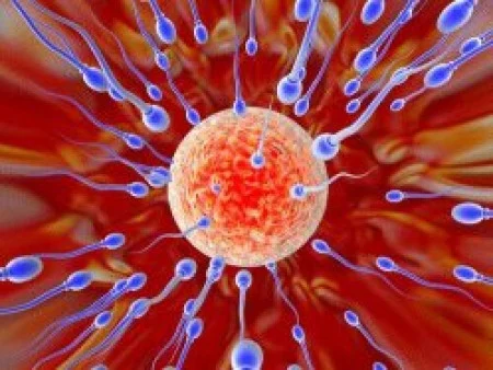 In what condition does sperm have the greatest fertility?