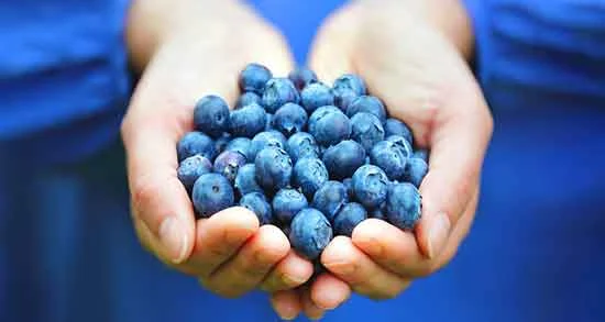 Blueberry Slimming Algae