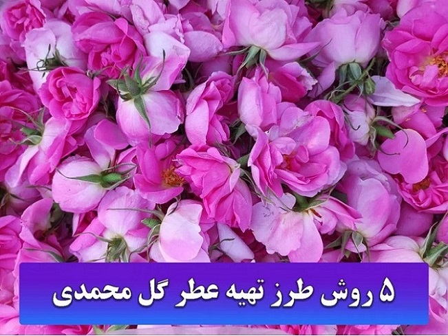 تهیه عطر گل محمدی |گل سرخ